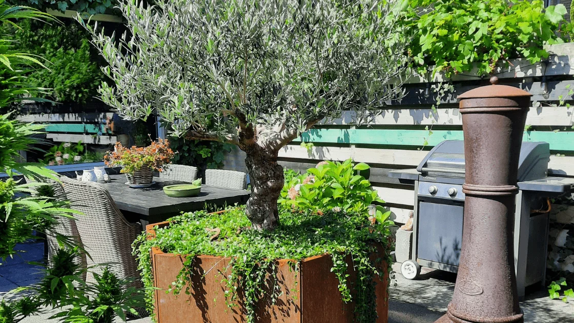 L'ulivo in una grande fioriera: scelta del vaso giusto e consigli per la cura