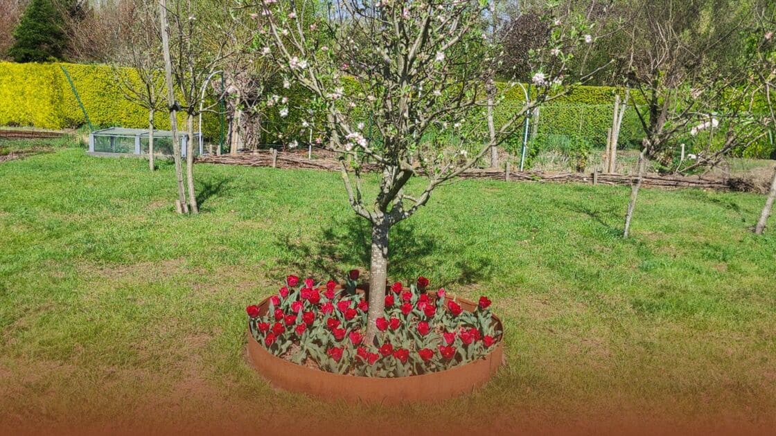 Come realizzare un bordo intorno a un albero?
